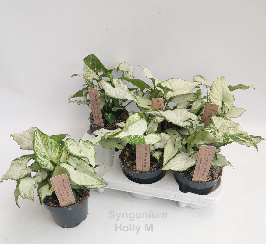 Syngonium Hybrid 25cm 12cm Pot