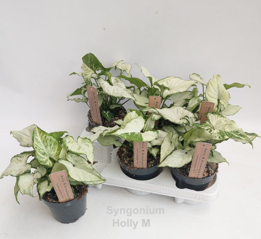 Syngonium Hybrid 25cm 12cm Pot