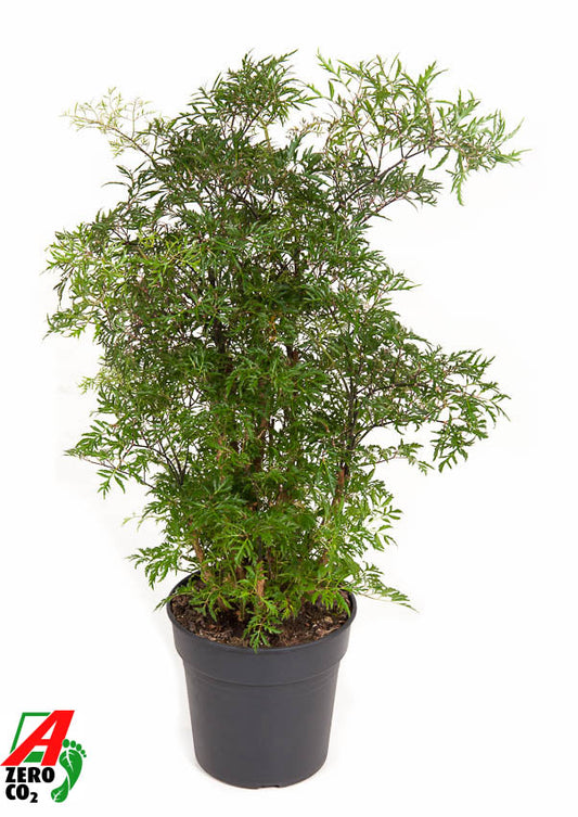 Ammerlaan Green Innovator Polyscias Ming Pack of 1