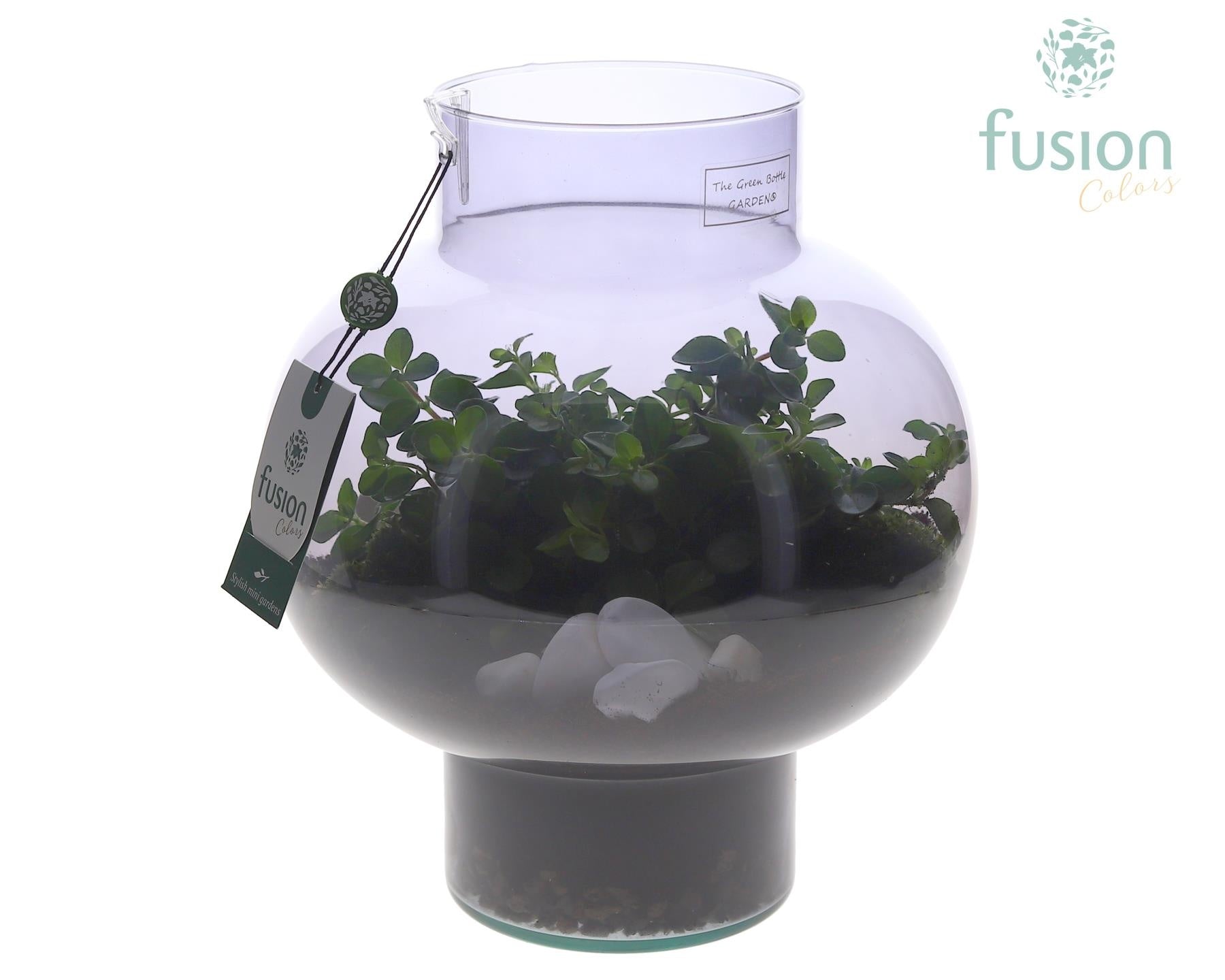 Green Bottle Laura Medium Smoky glas met Peperomia 35cm 26cm Pot
