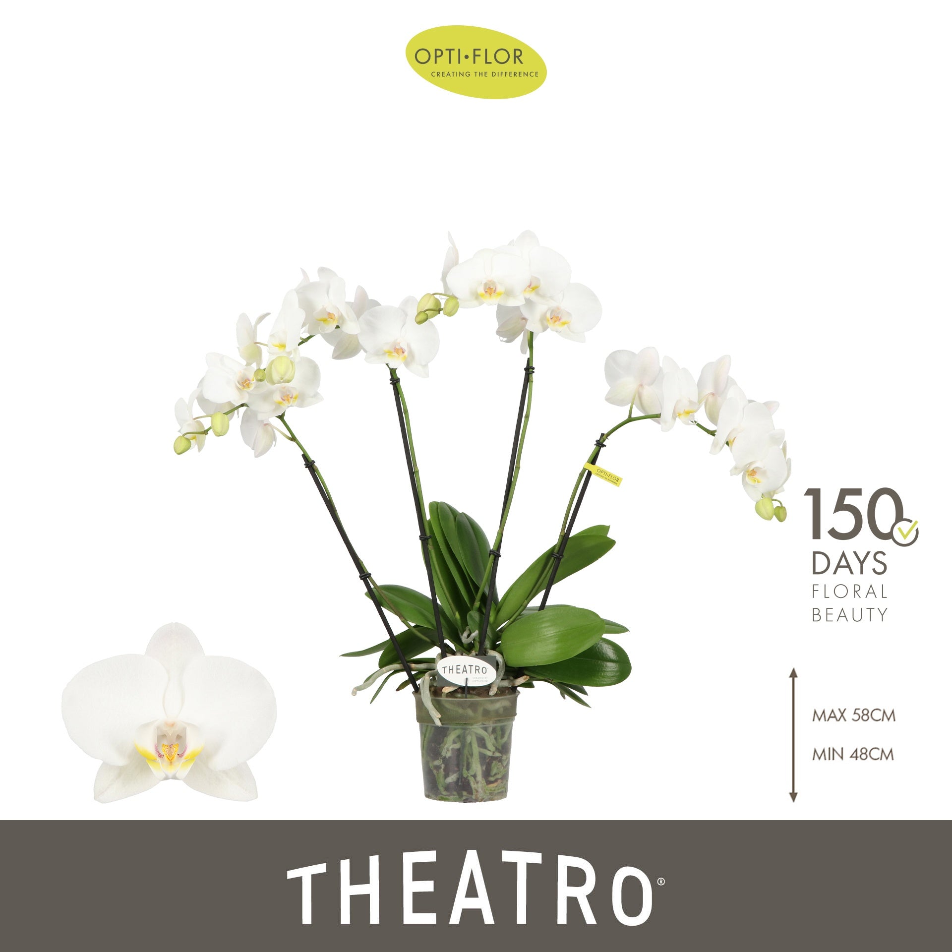 Phal. Theatro Jazz 60cm 12cm Pot