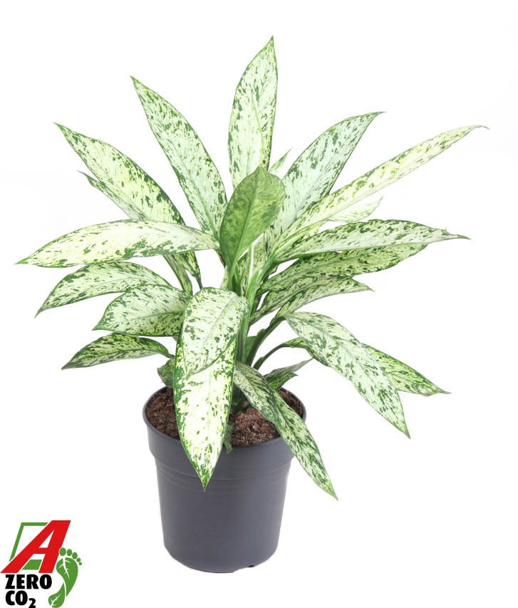 Dieffenbachia Vesuvius 70cm 24cm Pot