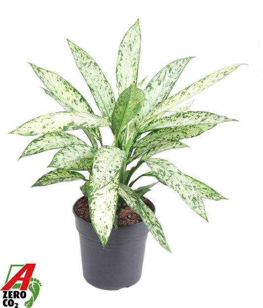 Dieffenbachia Vesuvius 70cm 24cm Pot