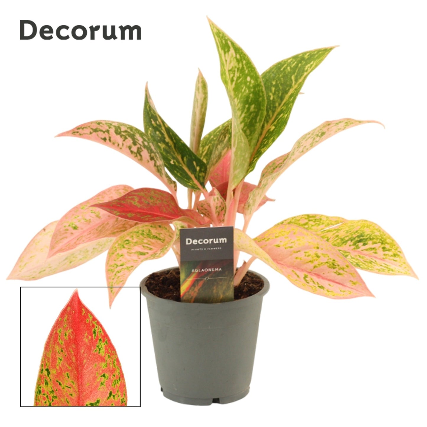 Aglaonema Prestige 35cm 12cm Pot