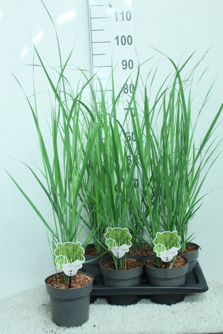 Panicum virgatum 90cm 17cm Pot