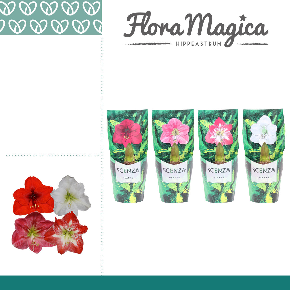 Hippeastrum 15cm 12cm Pot