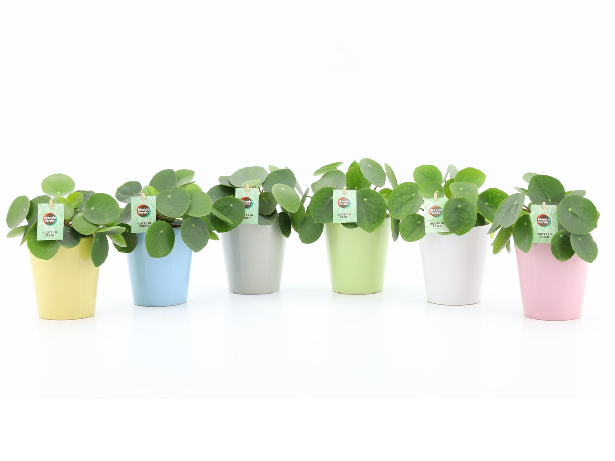 Pilea peperomioides 25cm 13cm Pot