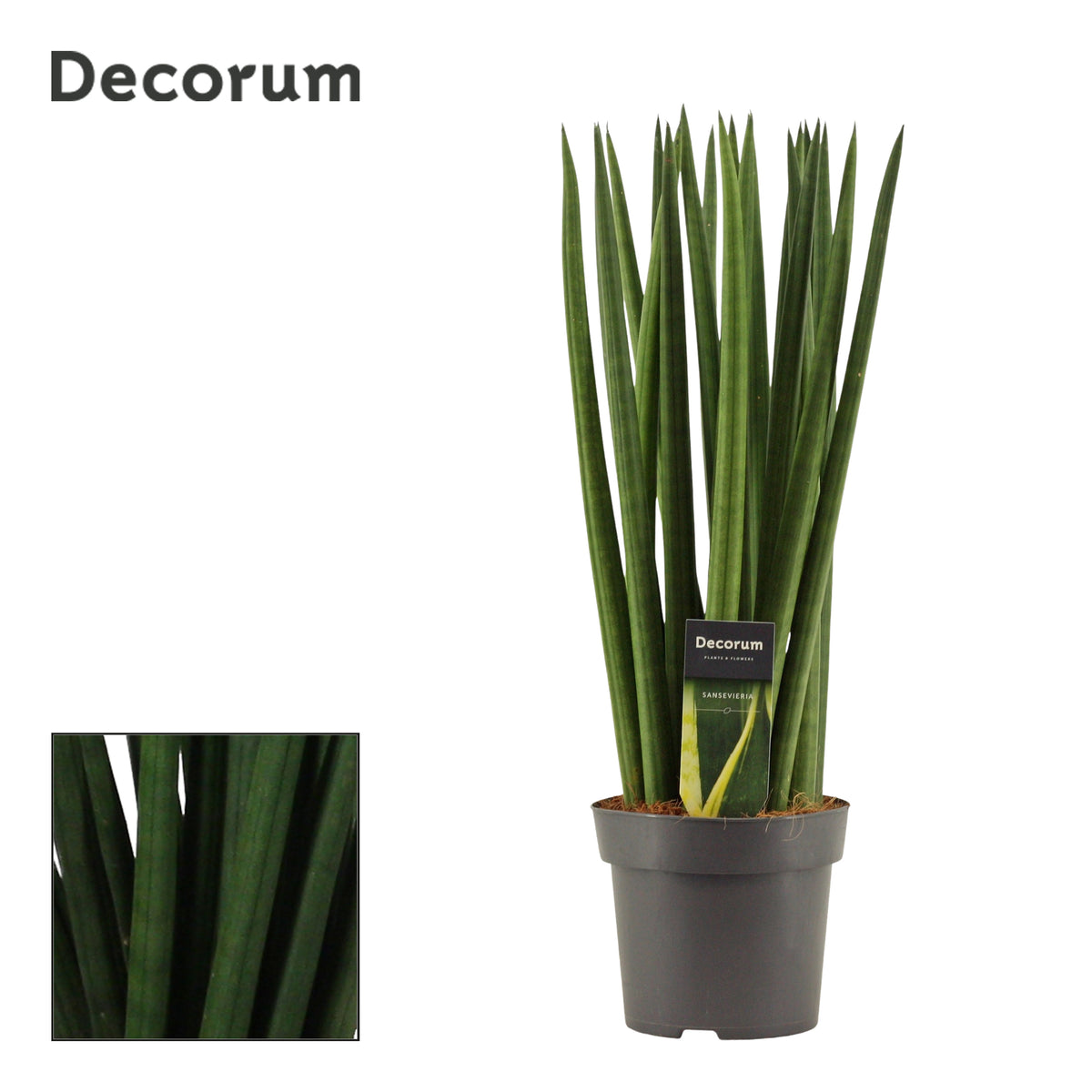 Sansevieria cylindrica 50cm 14cm Pot