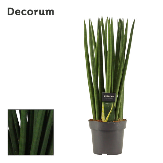 Sansevieria cylindrica 50cm 14cm Pot