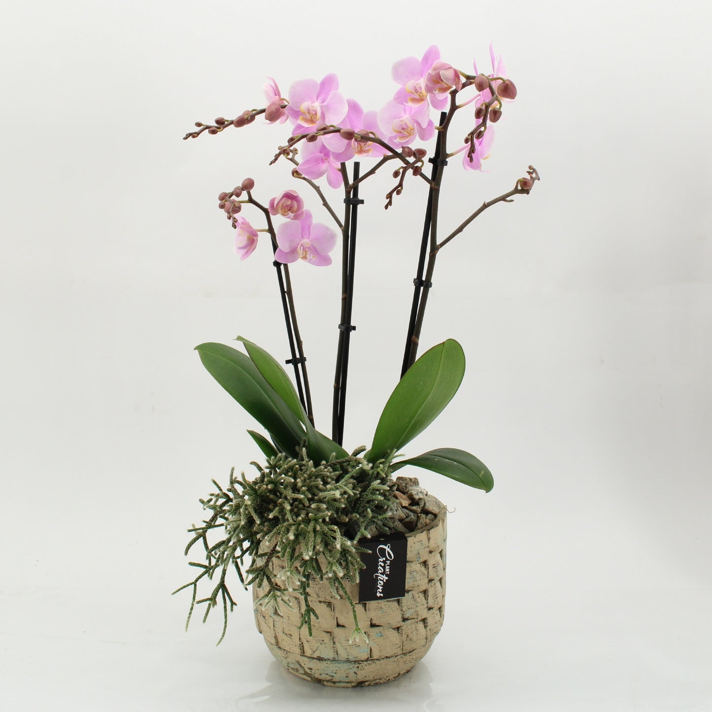PHAL-2627RZ Phalaenopsis creatie 55cm 17cm Pot