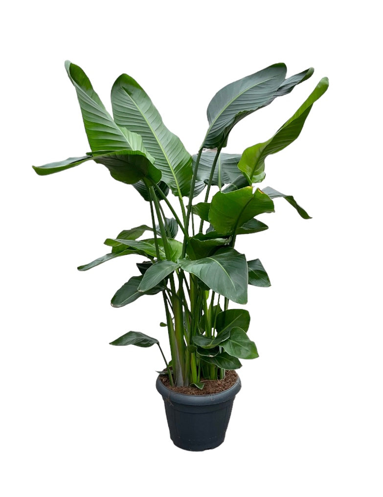 Strelitzia nicolai 140cm 35cm Pot