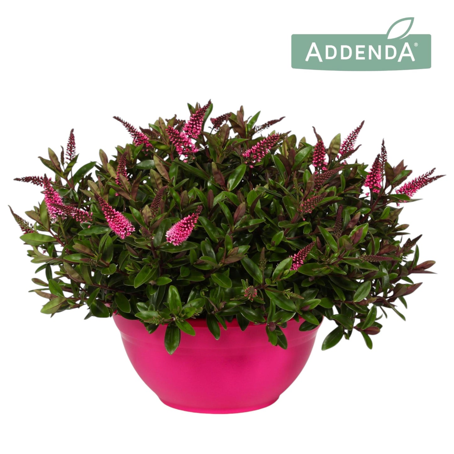 Hebe Hebedonna Elsa 45cm 30cm Pot