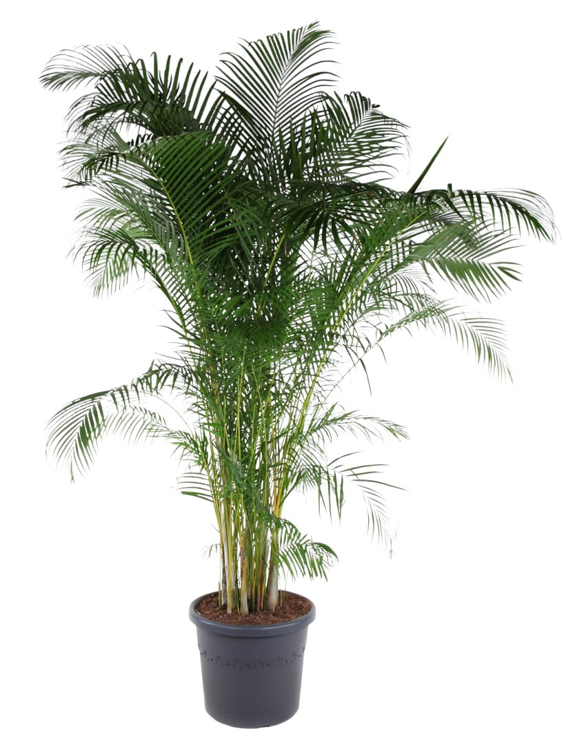 Dypsis lutescens 290cm 58cm Pot