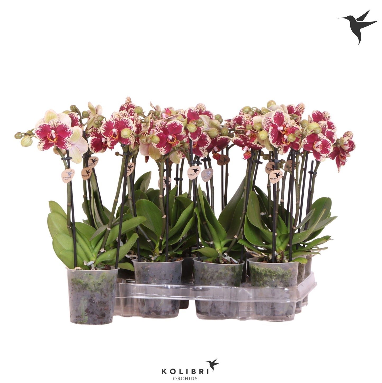 kolibri-orchids-phalaenopsis-diamond-2-spike-40cm-9cm-pot