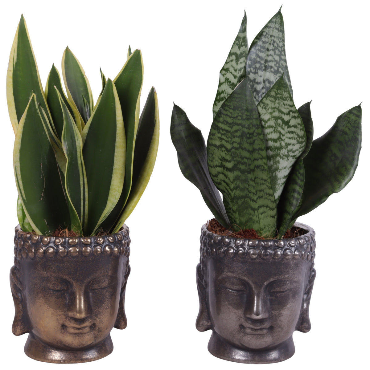 Sansevieria trifasciata 35cm 15cm Pot
