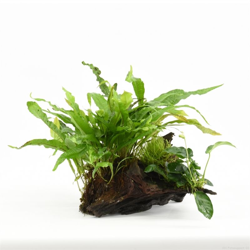 Aquarium plant mix 10cm 2cm Pot