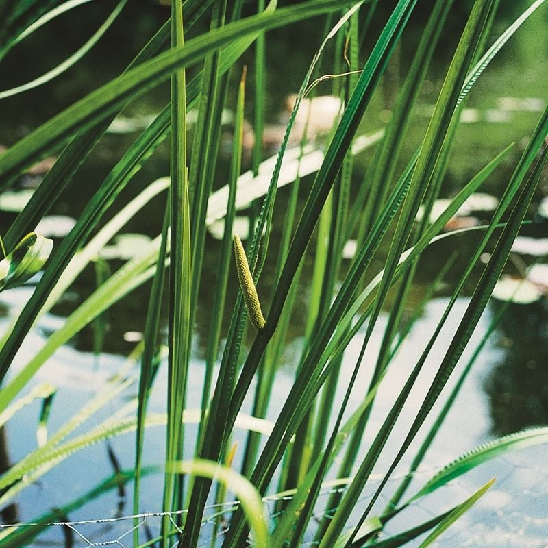 Waterplkw R. Moerings Acorus calamus Pack of 6