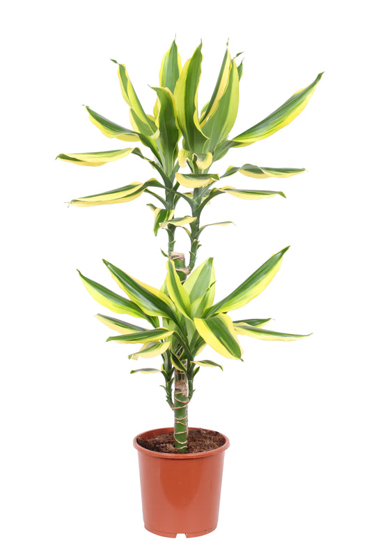 dracaena-frag-golden-king-75cm-17cm-pot