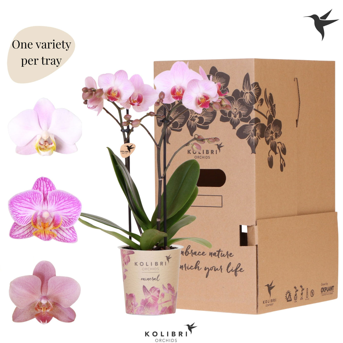Phalaenopsis pink 40cm 9cm Pot