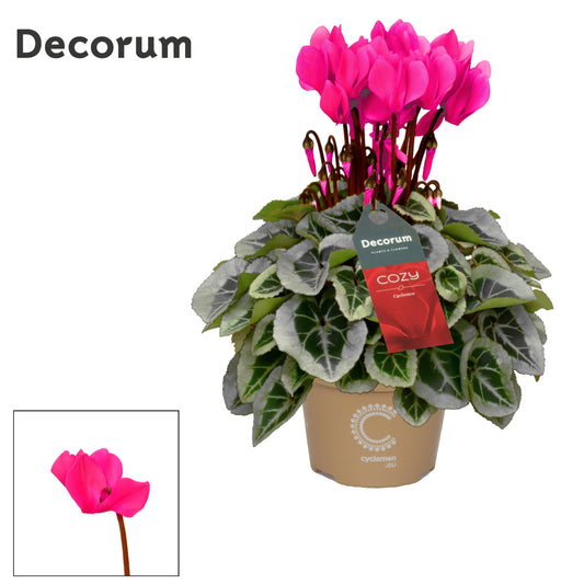 Cyclamen Picasso 25cm 10.5cm Pot