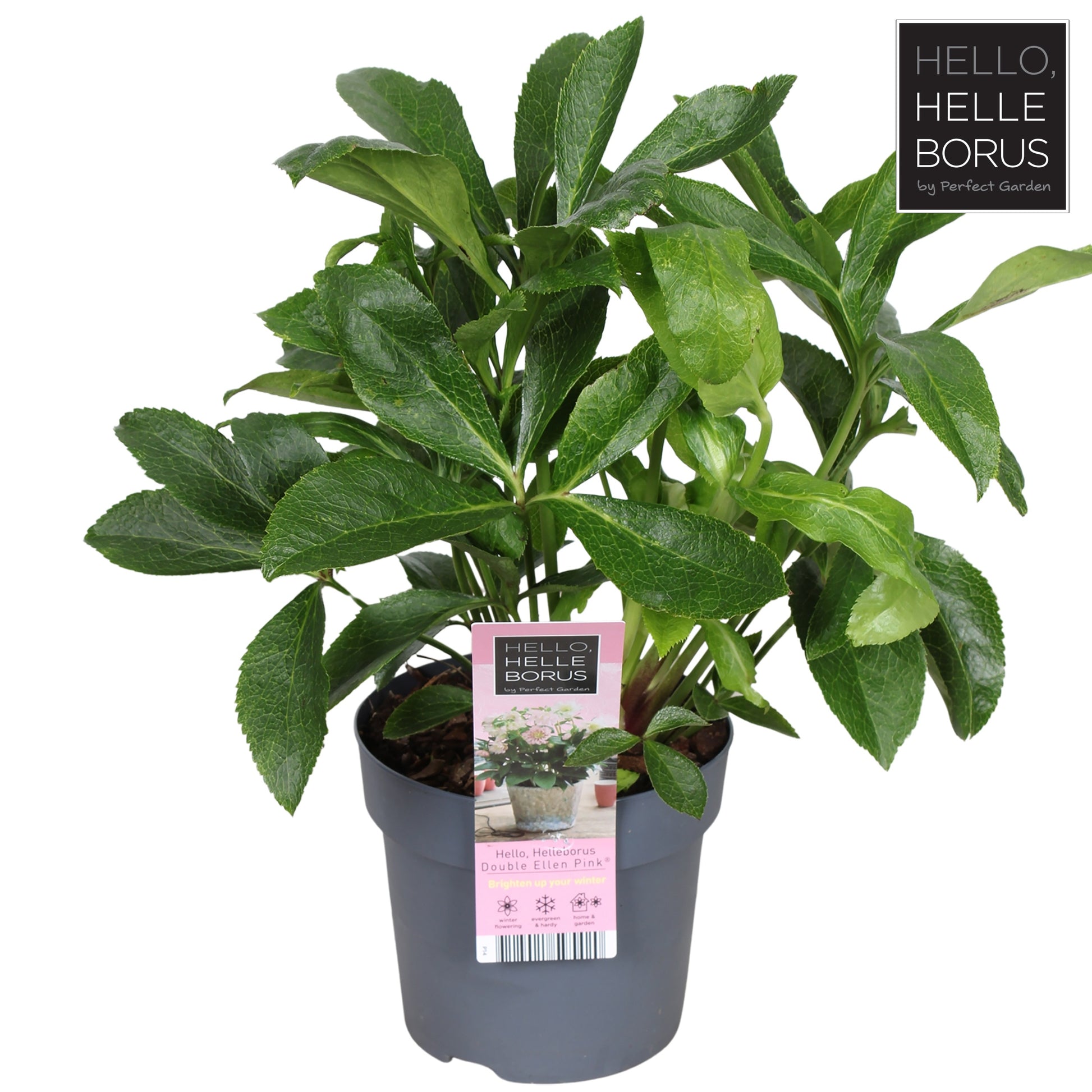 Helleborus orientallis Double Ellen Pink 35cm 14cm Pot