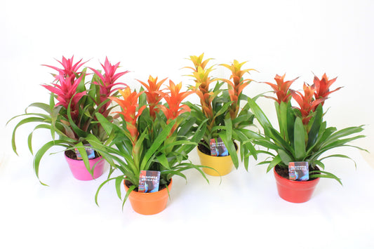 Guzmania mix 45cm 16cm Pot