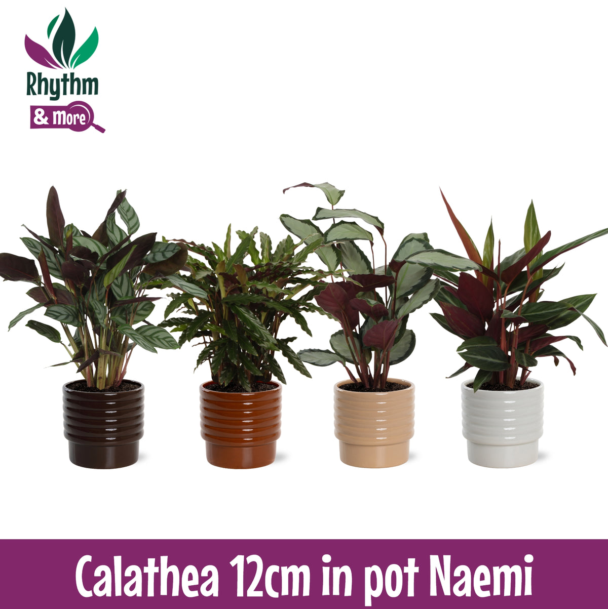 Calathea mix in ceramics 40cm 12cm Pot