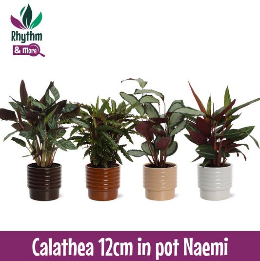 Calathea mix 40cm 12cm Pot