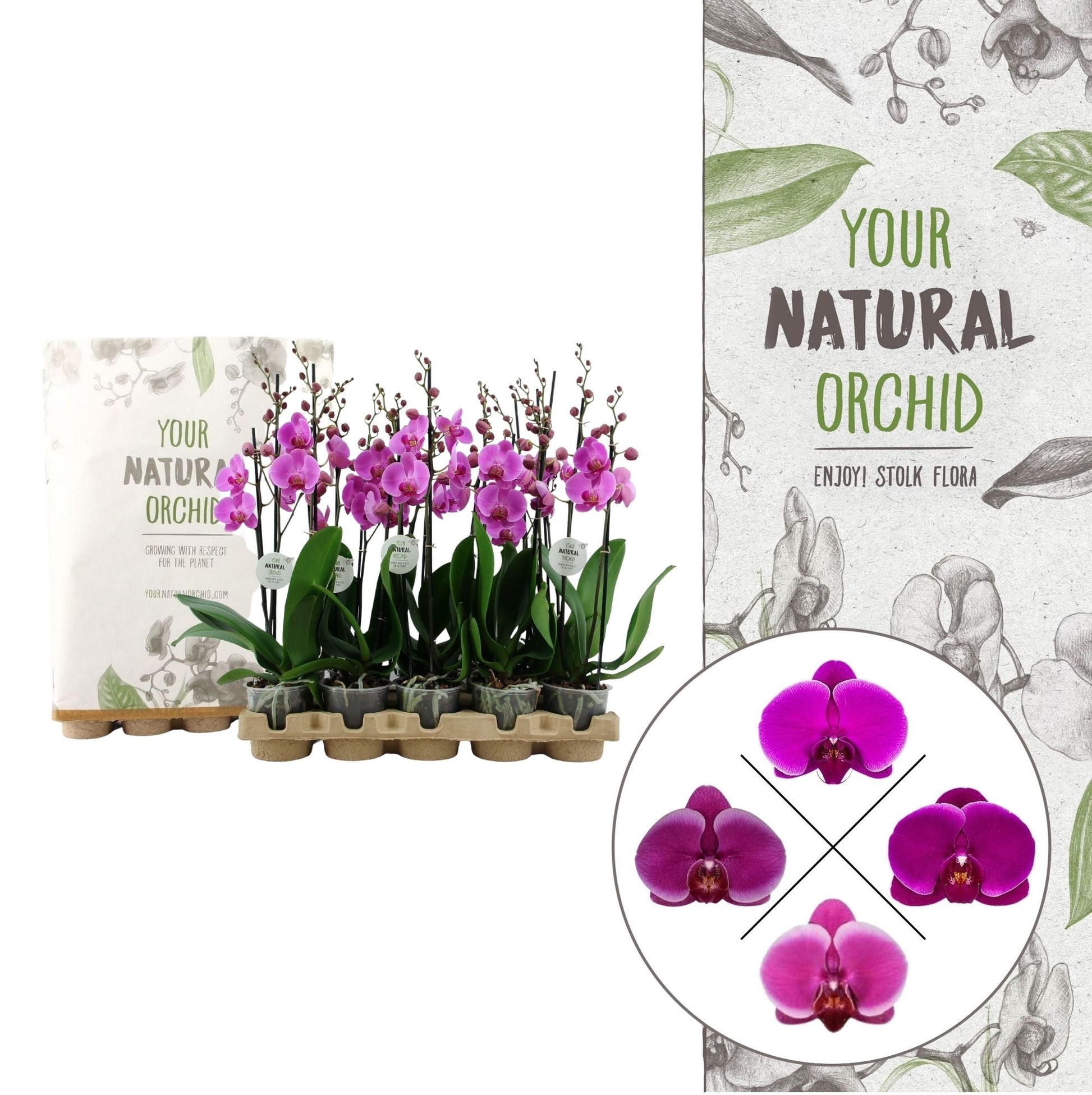 Phalaenopsis purple 60cm 12cm Pot