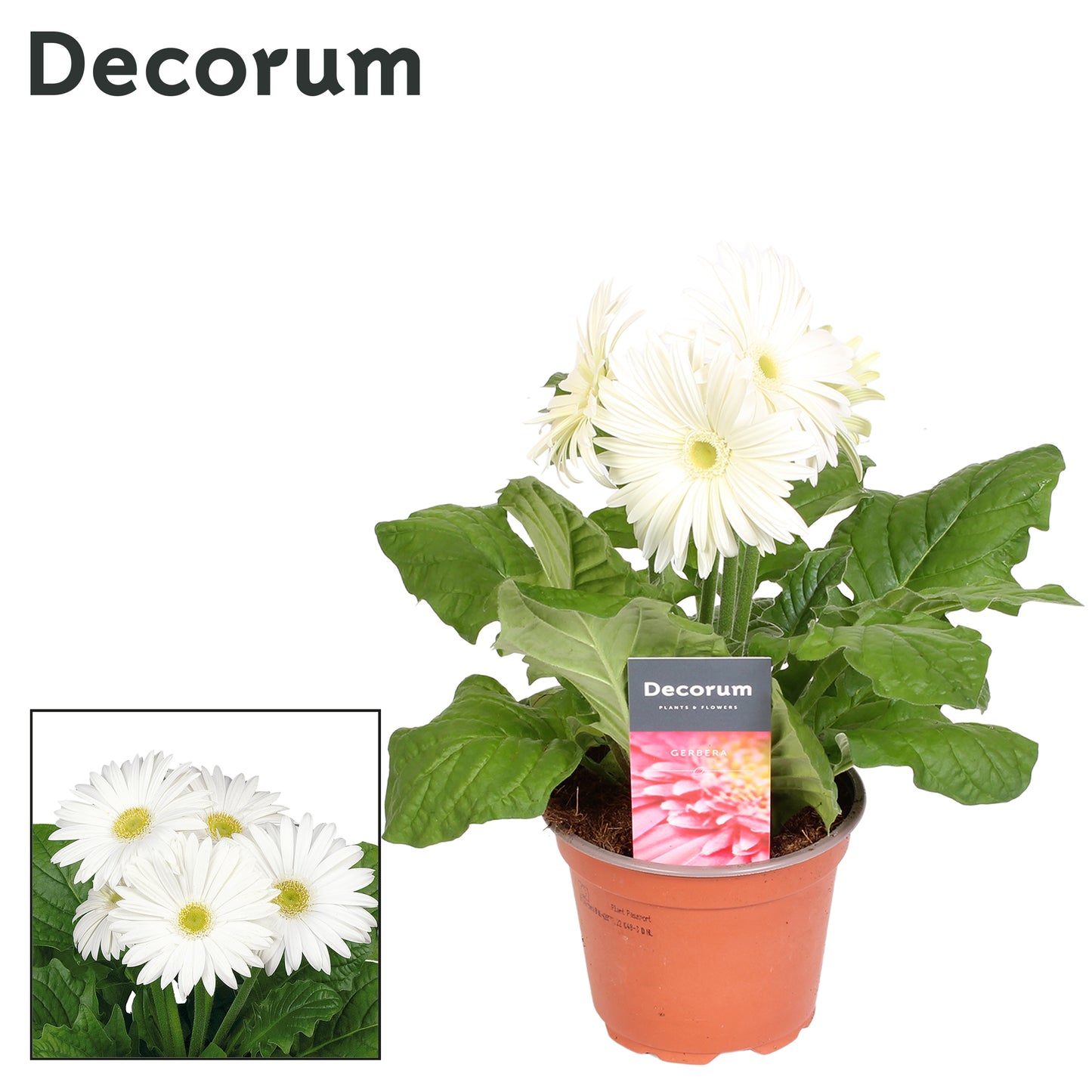 Gerbera white + decorum hoes 22cm 12cm Pot