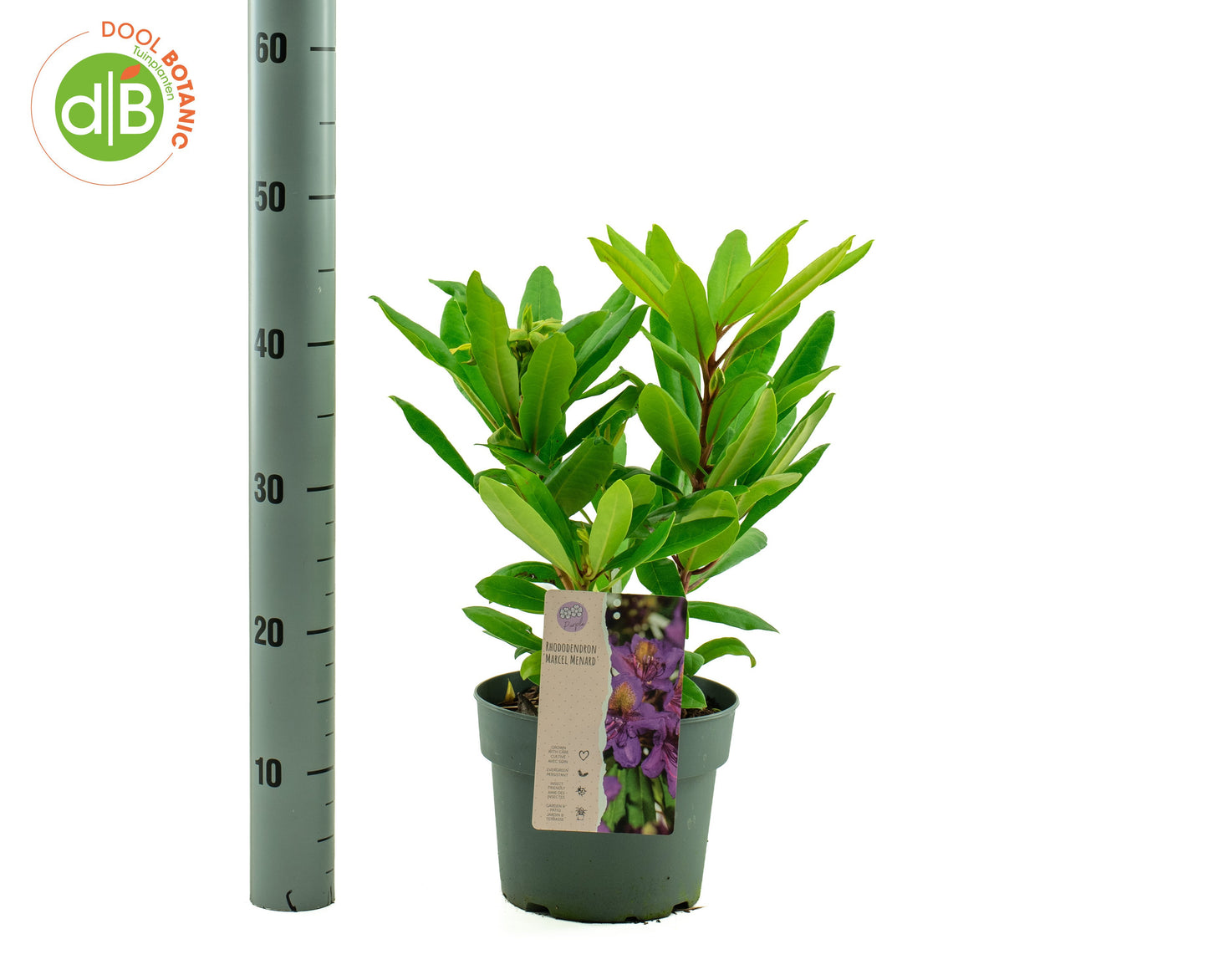 Rhododendron Marcel Menard 45cm 19cm Pot