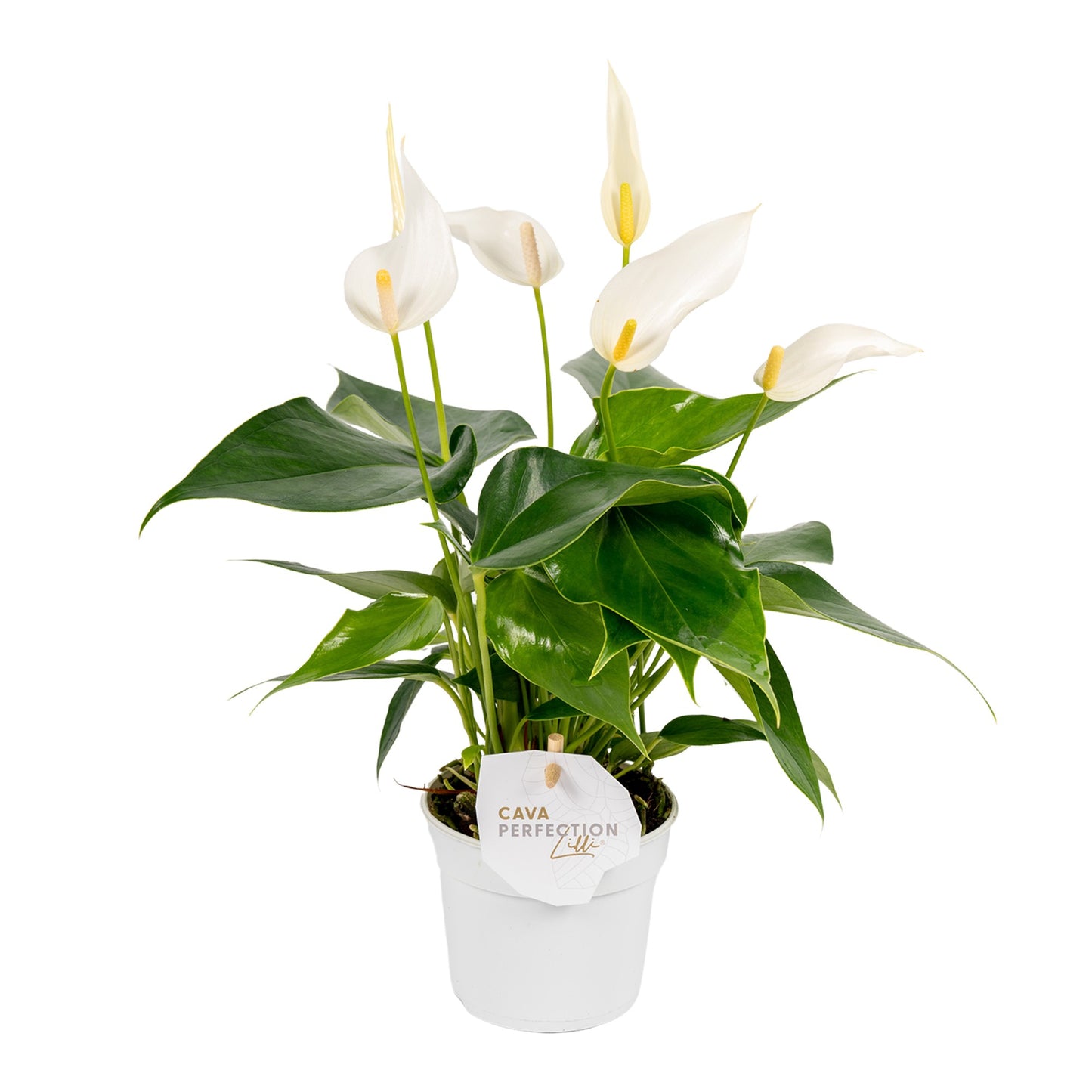 Groene Tint Anthurium Banderola Cava Pack of 18
