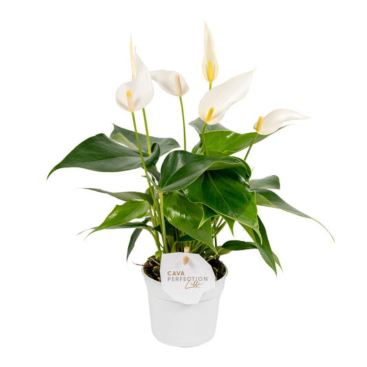 Anthurium Banderola Cava 30cm 9cm Pot