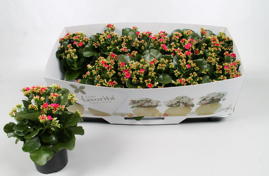Kalanchoe Thalia Purple 22cm 510cm Pot