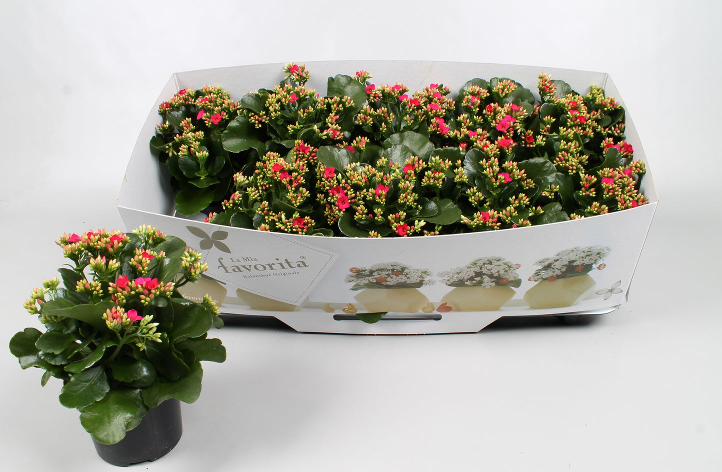 Kalanchoe Thalia Purple 22cm 10.5cm Pot