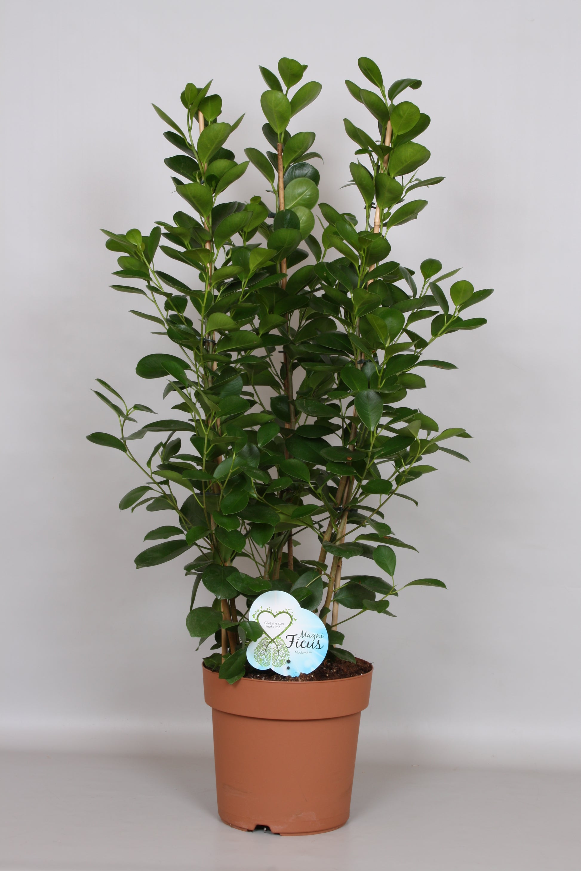 Ficus micr. Moclame rek 90cm 24cm Pot