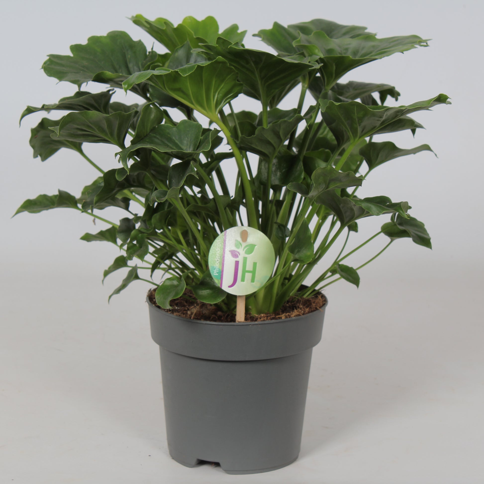 Philodendron Grizzly 40cm 17cm Pot