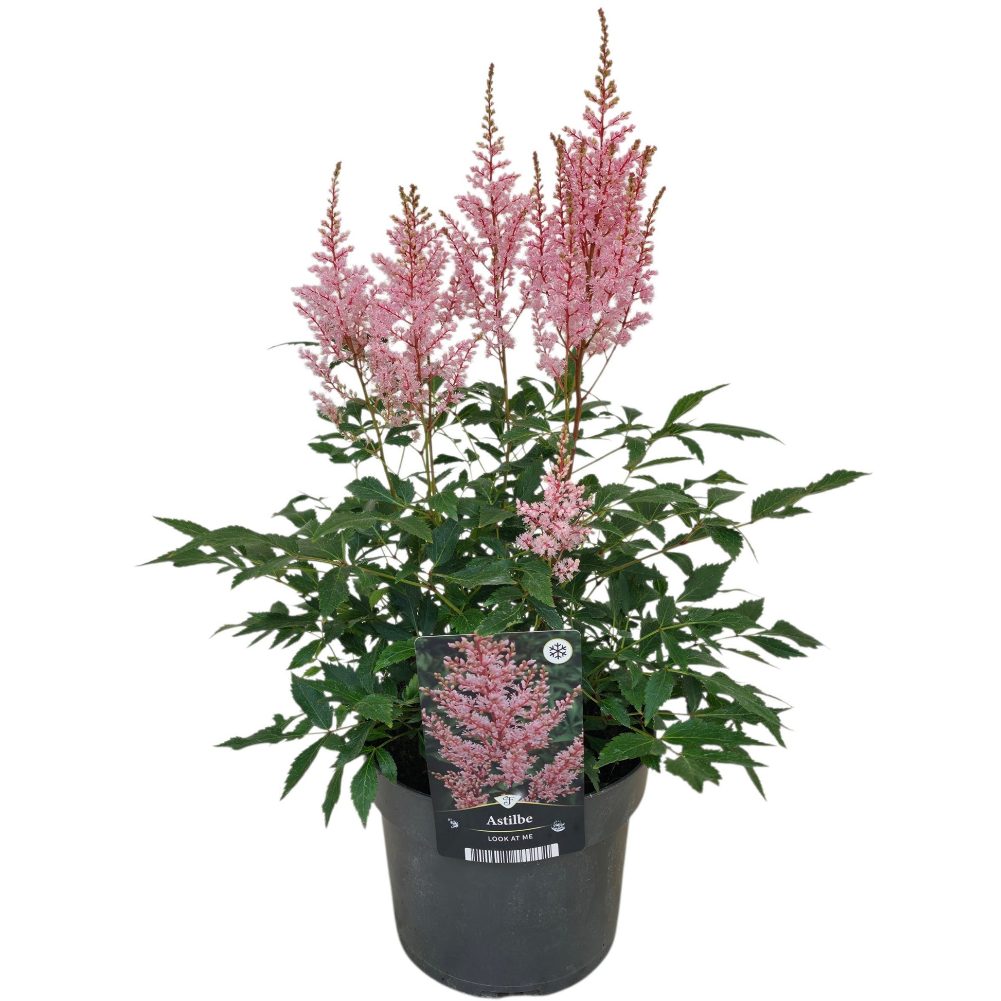 Astilbe Younique Lilac 50cm 17cm Pot
