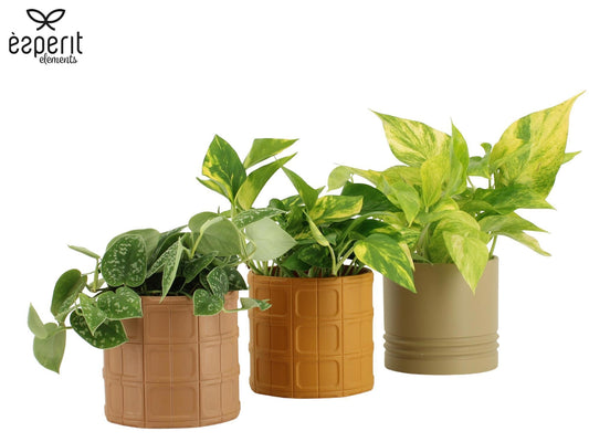 Epipremnum pinnatum mix 20cm 12cm Pot