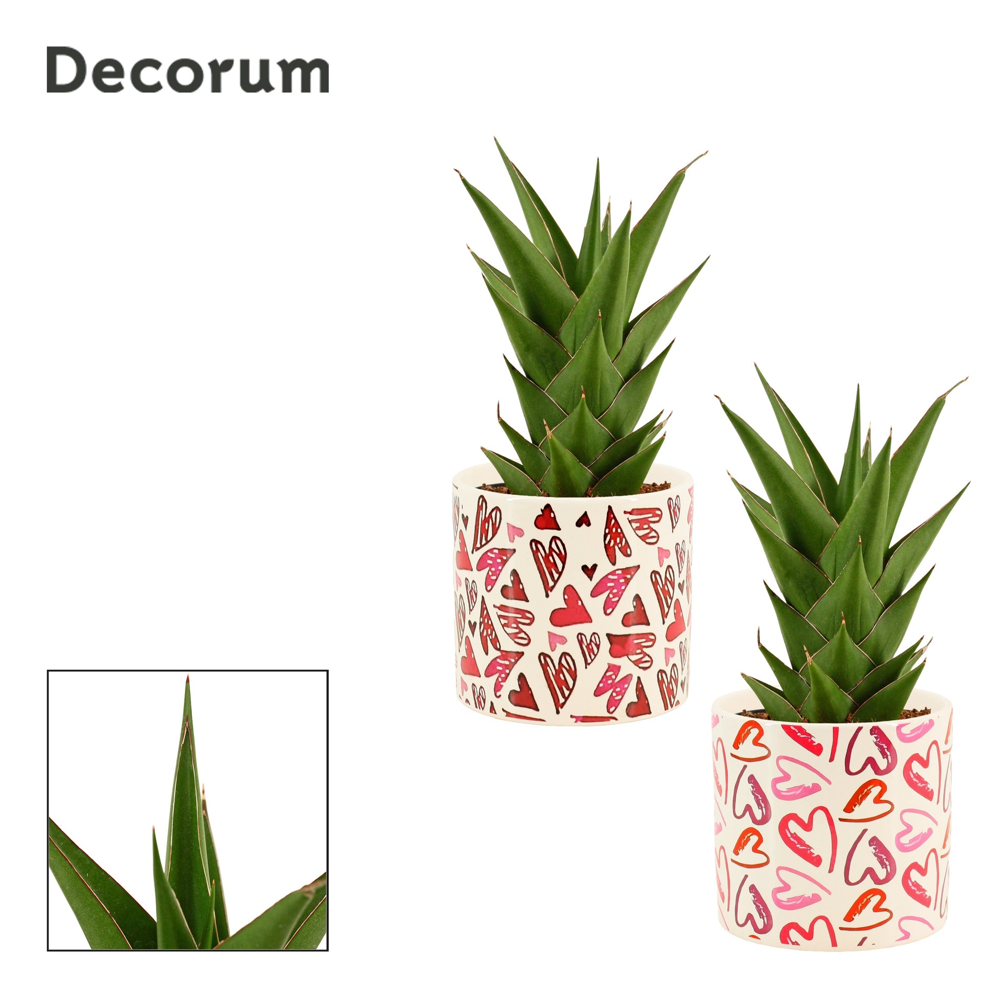 Sansevieria 27cm 12cm Pot