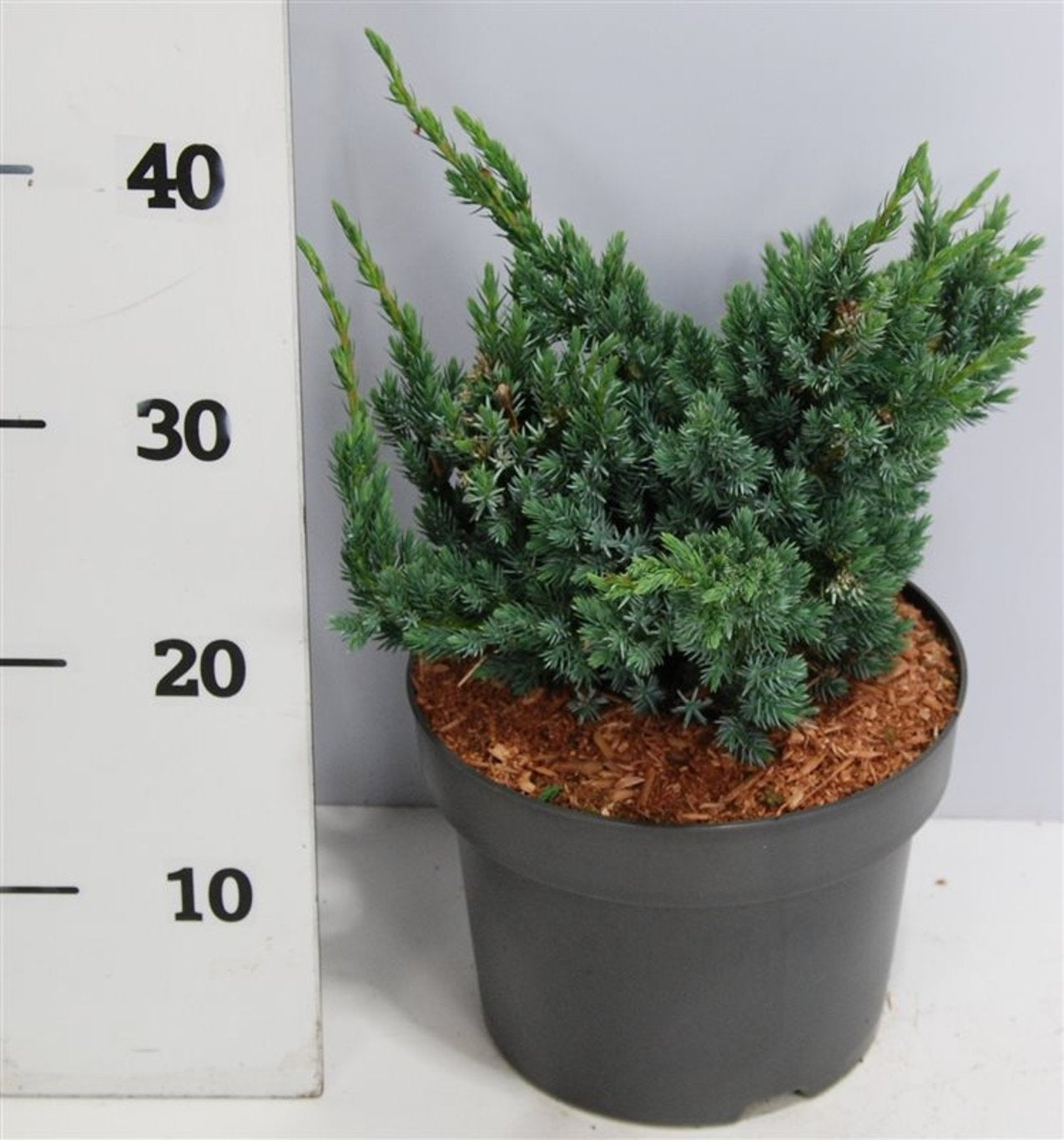 Juniperus Meyeri 50cm 23cm Pot