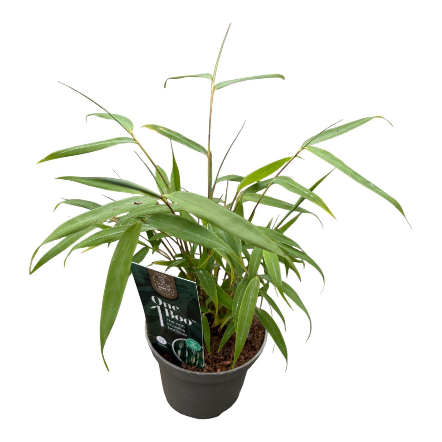 Fargesia robusta Pingwu 20cm 10cm Pot