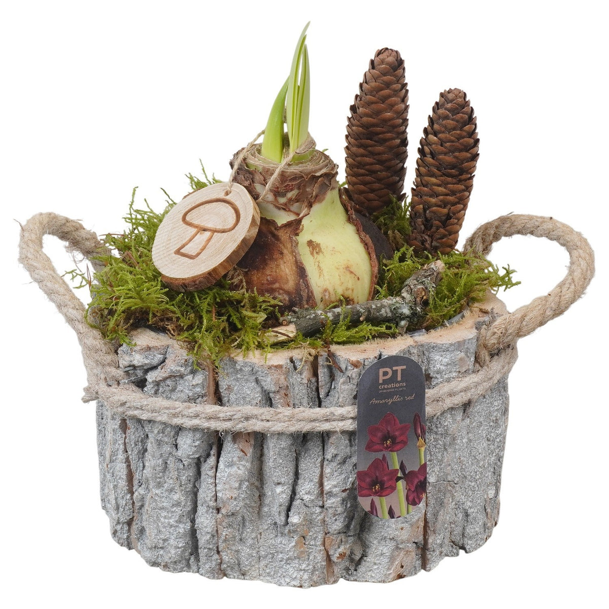 Hippeastrum arrangement 21cm 17cm Pot