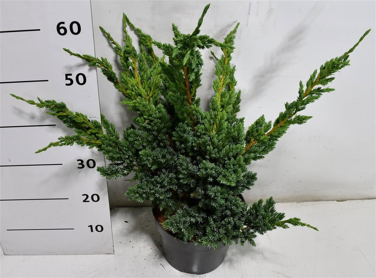 Juniperus Meyeri 60cm 23cm Pot
