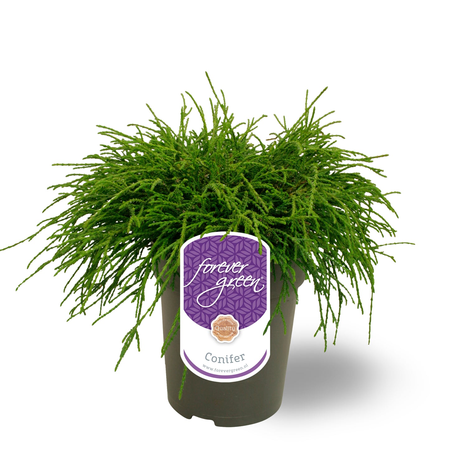 Chamaecyparis Filifera Nana 30cm 15cm Pot