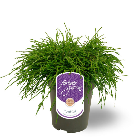 Chamaecyparis Filifera Nana 30cm 15cm Pot