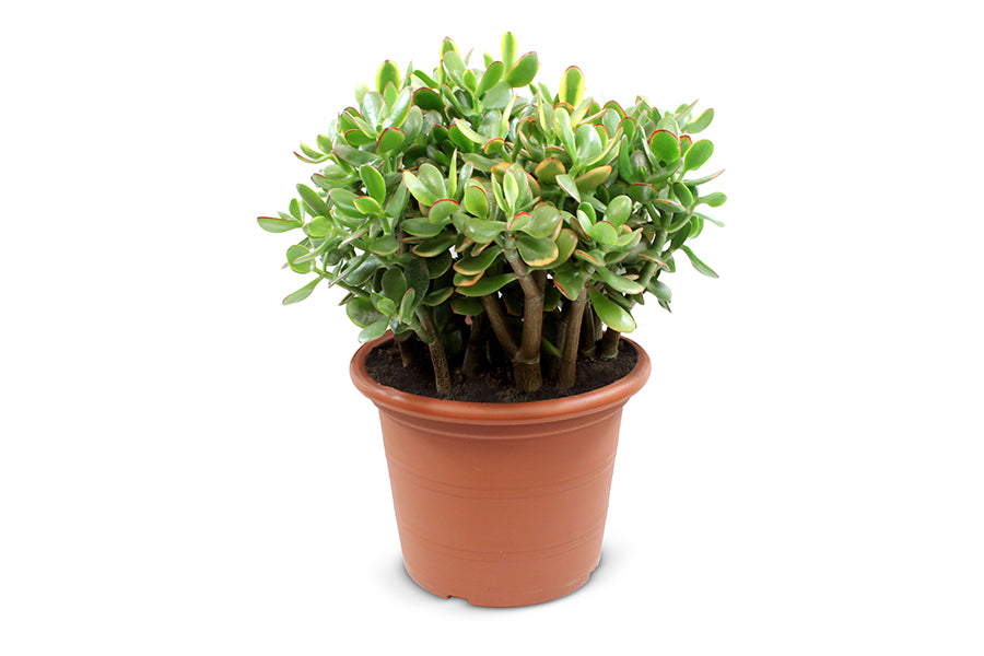 Crassula Sunset 45cm 30cm Pot