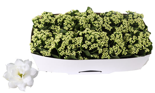 Kalanchoe Rosalina Don Dione 27cm 12cm Pot