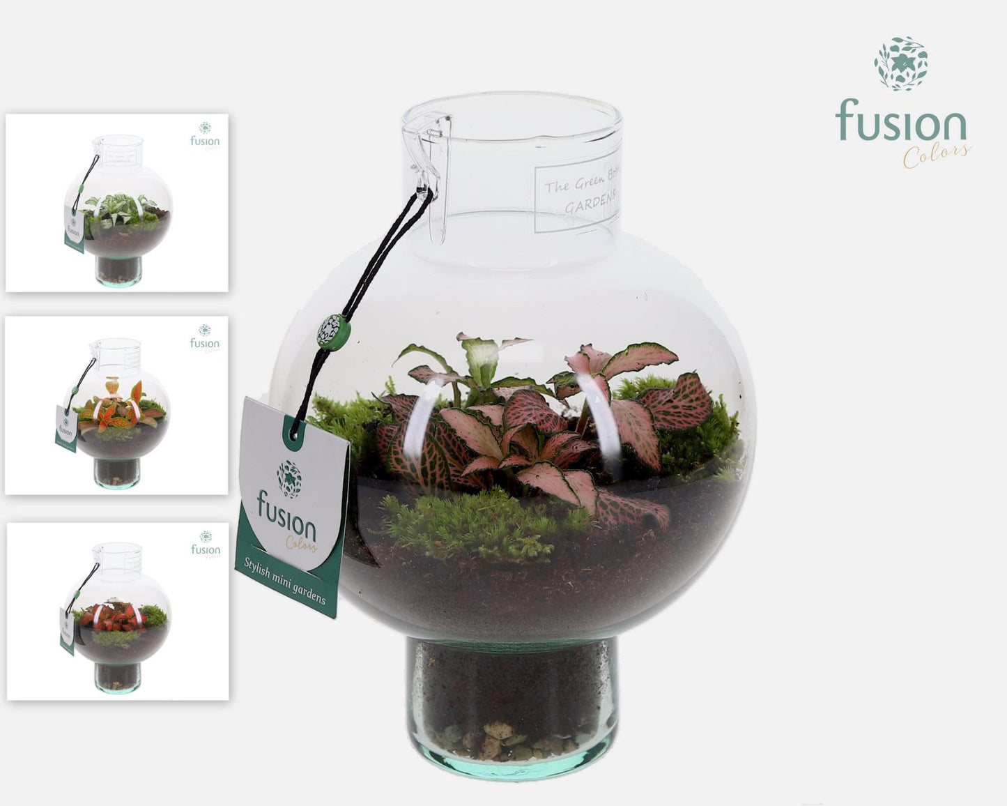 Green BottleLaura XSmall met Fittonia 20cm 15cm Pot