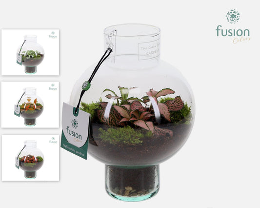 Green Bottle Laura XSmall met Fittonia 20cm 15cm Pot